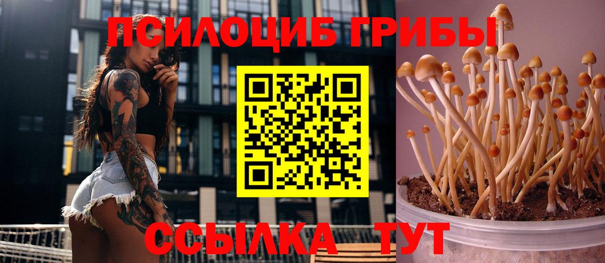 Галлюциногенные грибы Psilocybe Ивантеевка
